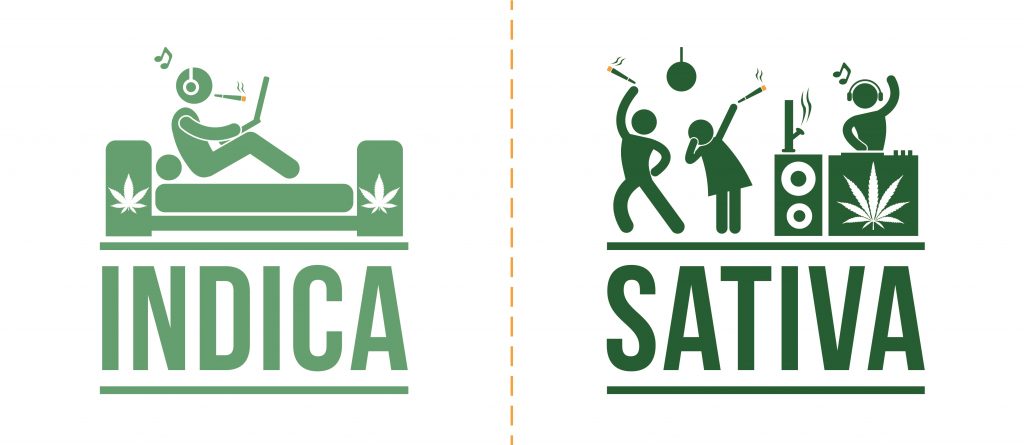 Verschil tussen sativa en indica